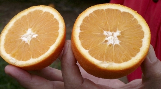 τέλος του 1ου σταδίου ανάπτυξης των καρπών μέχρι και την έναρξη της ωρίμανσης