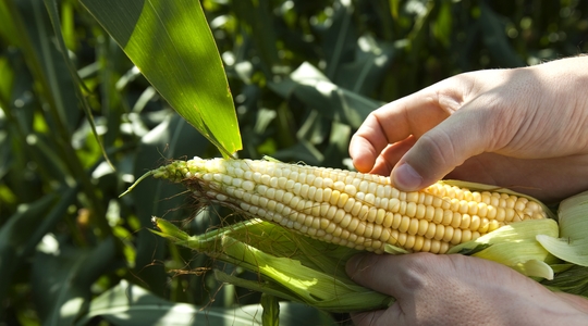 Σύσταση καλαμποκιού