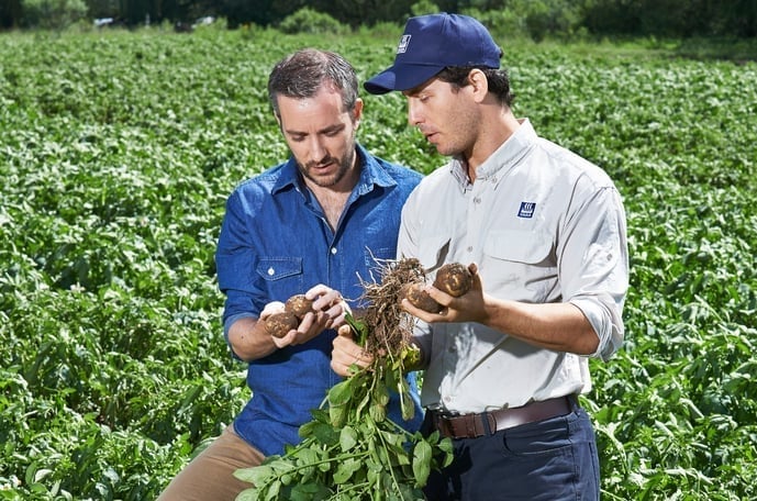 Καλλιέργεια Πατάτας