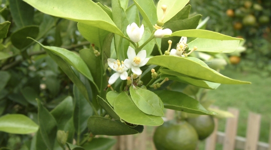 Λίπανση Εσπεριδοειδών από το στάδιο διαφοροποίησης των οφθαλμών μέχρι και το κλείσιμο της ανθοφορίας