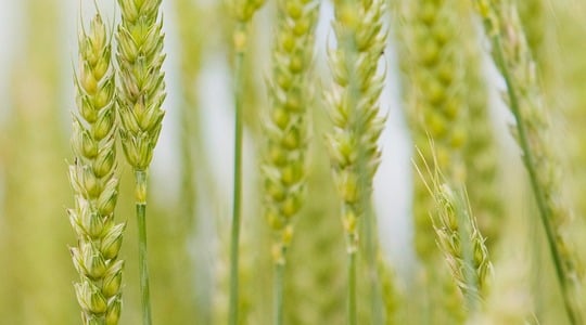 Αύξηση μεγεθους και βάρους κοκκων στο σιταρι