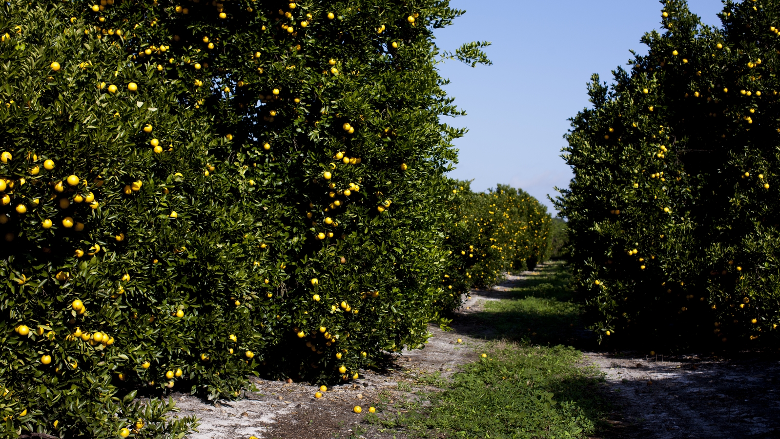 Πρόγραμμα λίπανσης εσπεριδοειδών 