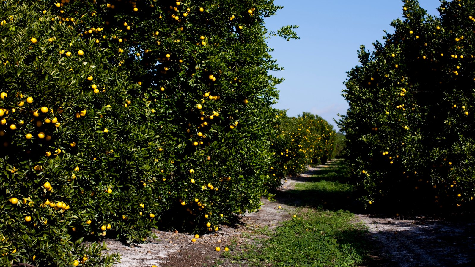 Πρόγραμμα λίπανσης για την μανταρινιά