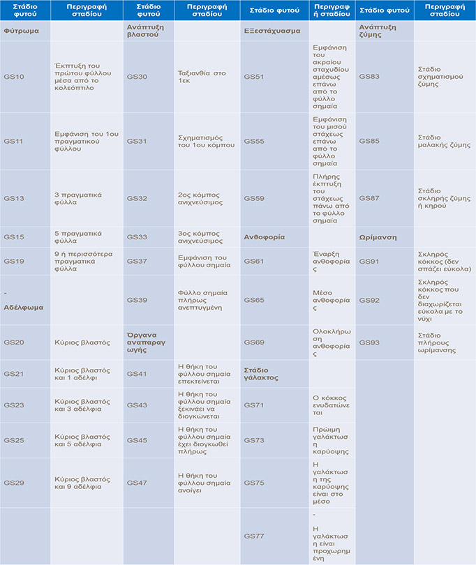 &Sigma;&tau;ά&delta;&iota;&alpha; &alpha;&nu;ά&pi;&tau;&upsilon;&xi;&eta;&sigmaf; &tau;&omicron;&upsilon; &sigma;&iota;&tau;&alpha;&rho;&iota;&omicron;ύ