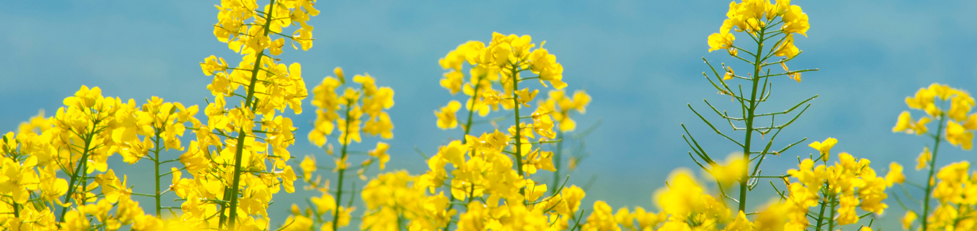 Καλλιέργεια Ελαιοκράμβης