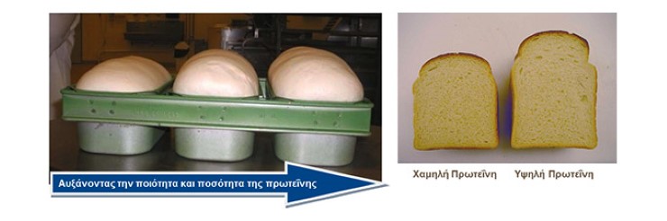 &Pi;&omicron;ό&tau;&eta;&tau;&alpha; &Pi;&rho;&omega;&tau;&epsilon;ί&nu;&eta;&sigmaf; &sigma;&tau;&omicron; &Sigma;&iota;&tau;ά&rho;&iota;