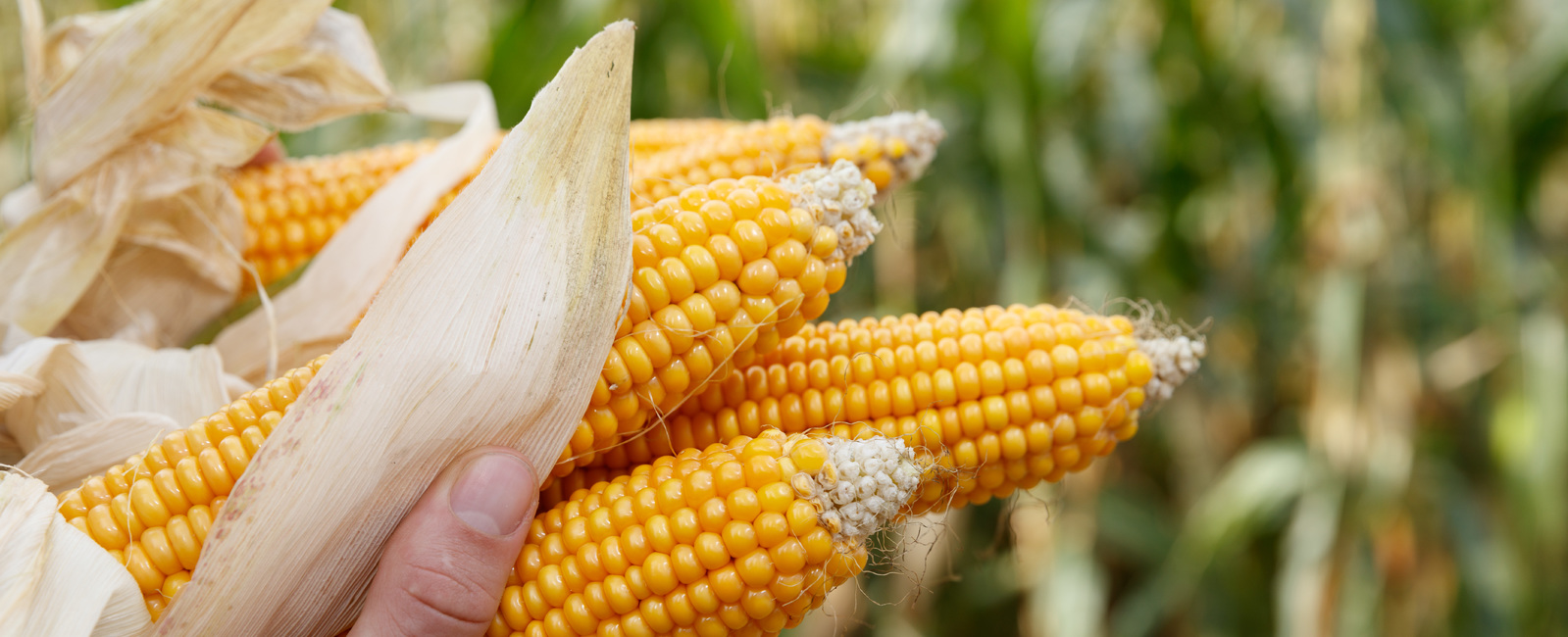 Προγράμματα Υδρολίπανσης Καλαμπόκι 