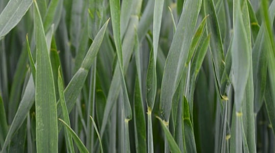 Σιτάρι και υγεία της καλλιέργειας