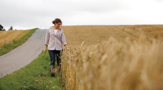 Πως η θρέψη επηρε΄ζει την αύξηση της απόδοσης στο σιτάρι