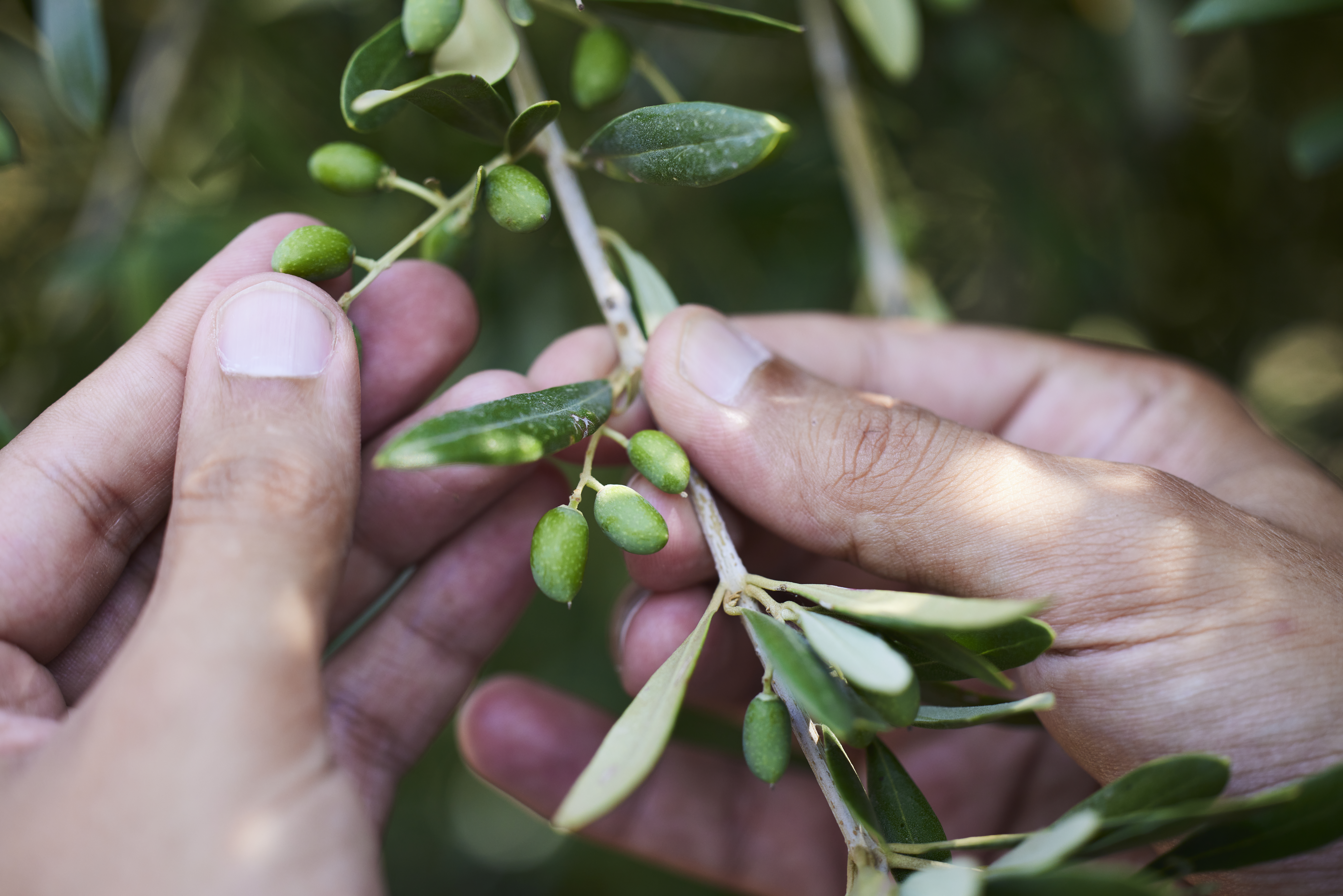 Ελιά πάνω σε δέντρο