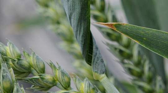 Αύξηση αριθμου φυλλων και βλαστων