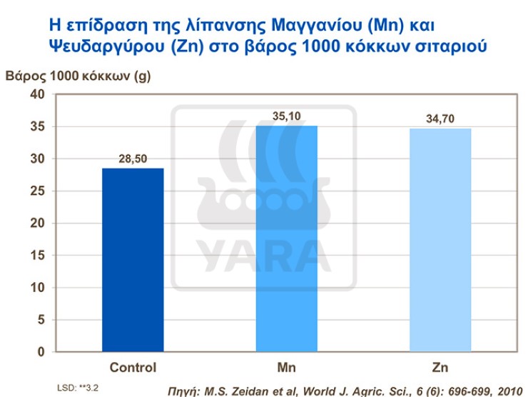 &Mu;&alpha;&gamma;&gamma;ά&nu;&iota;&omicron; &kappa;&alpha;&iota; &Psi;&epsilon;&upsilon;&delta;ά&rho;&gamma;&upsilon;&rho;&omicron;&sigmaf; &sigma;&tau;&omicron; &sigma;&iota;&tau;ά&rho;&iota;