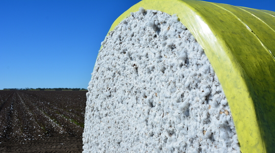 Παράγοντες που επηρεάζουν την απόδοση του βαμβακιού