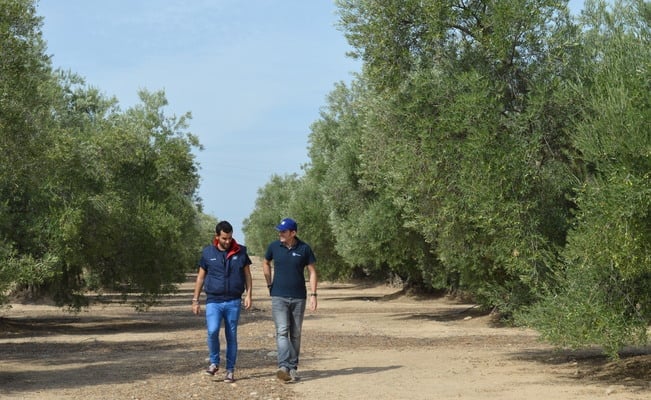 Καλλιέργεια ελιάς