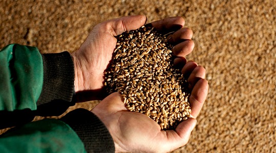 Αυξηση ειδικου βαρους κοκκων σιταρι