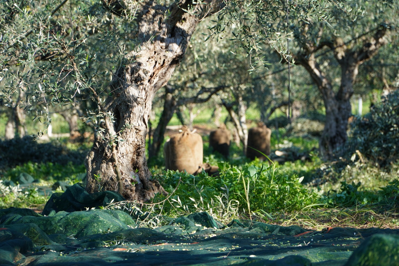 Συγκομιδή ελιάς