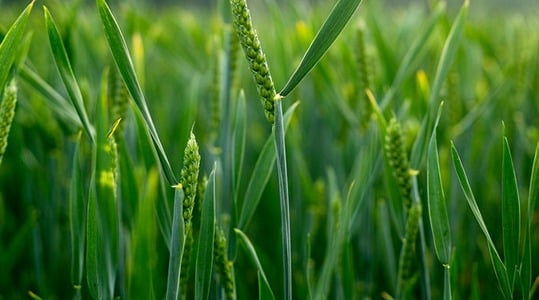 Αύξηση του αριθμού των κόκκων ανά στάχυ