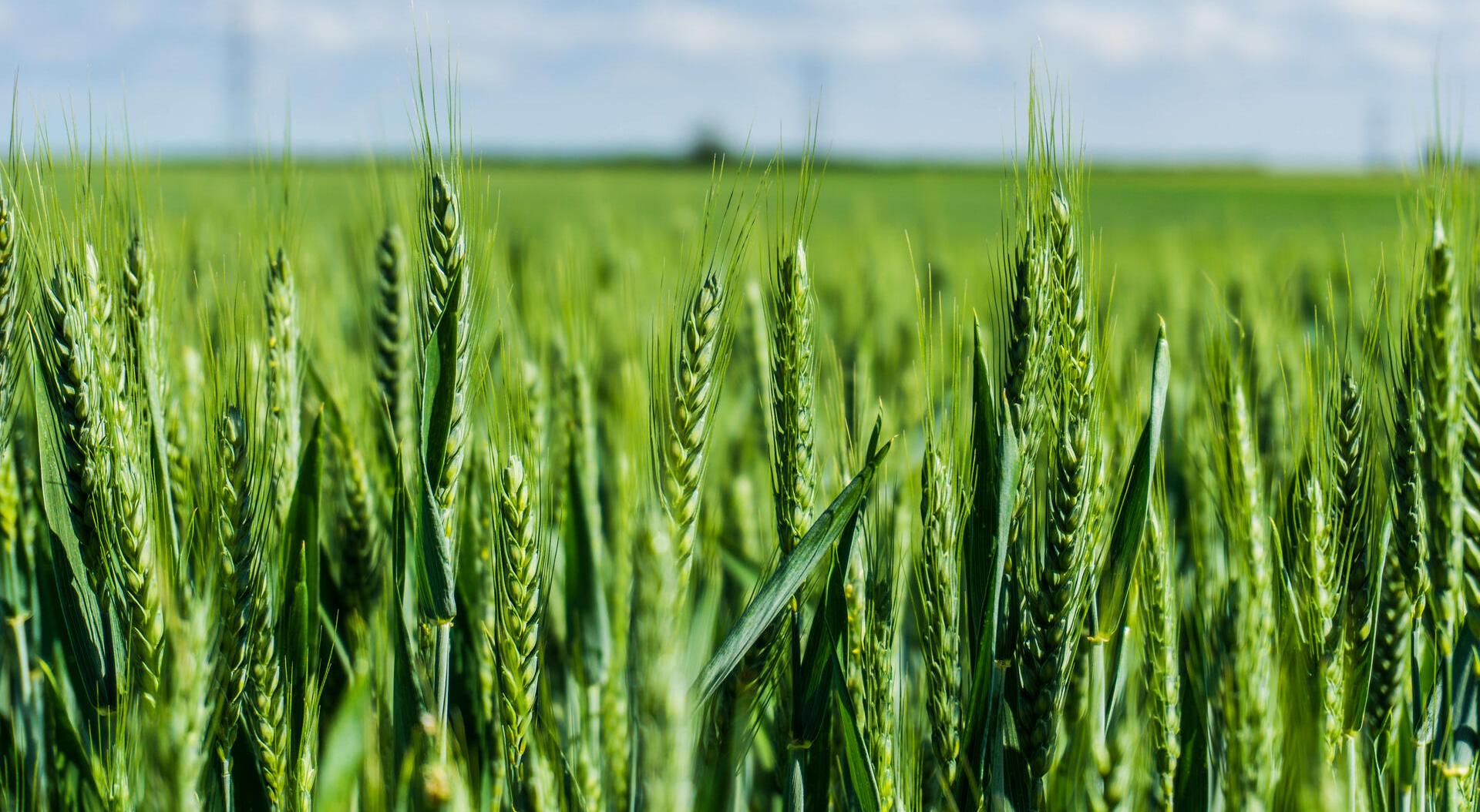 Βελτίωση της ποιότητας του σιταριού