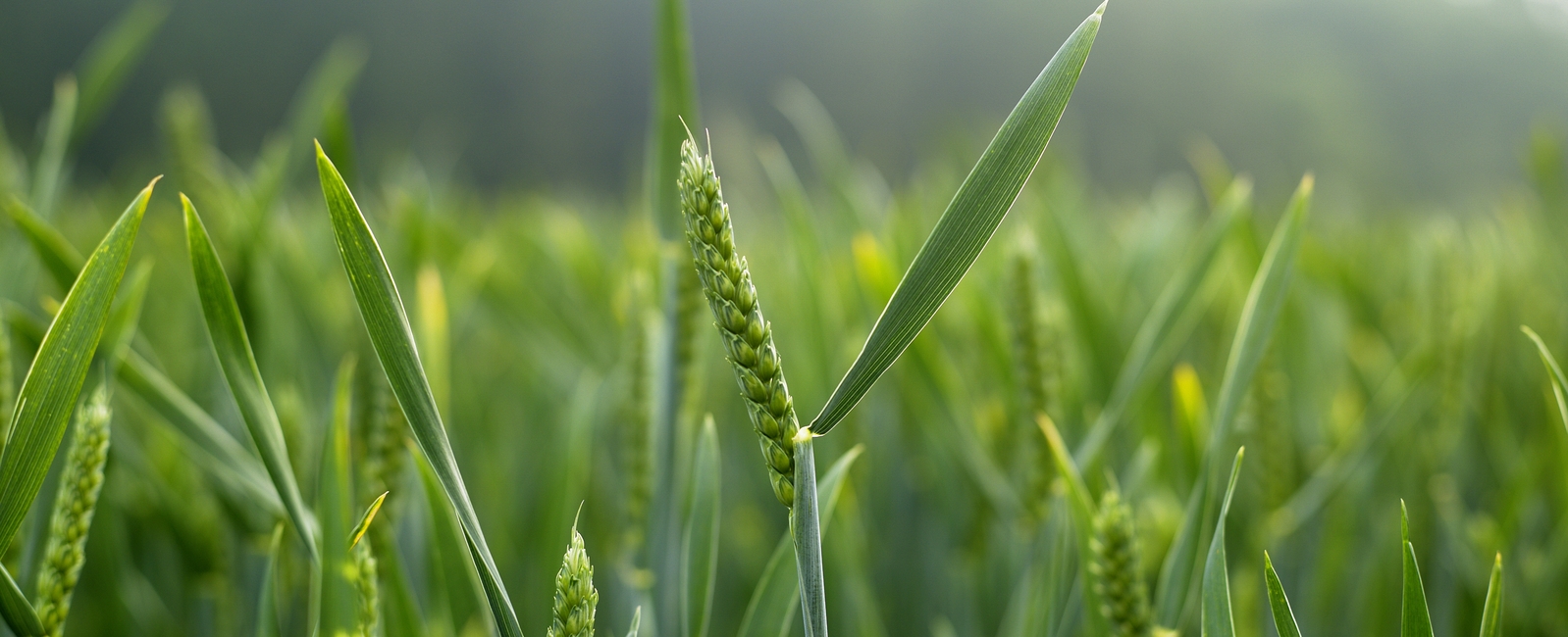 Σιτάρι Χωράφι